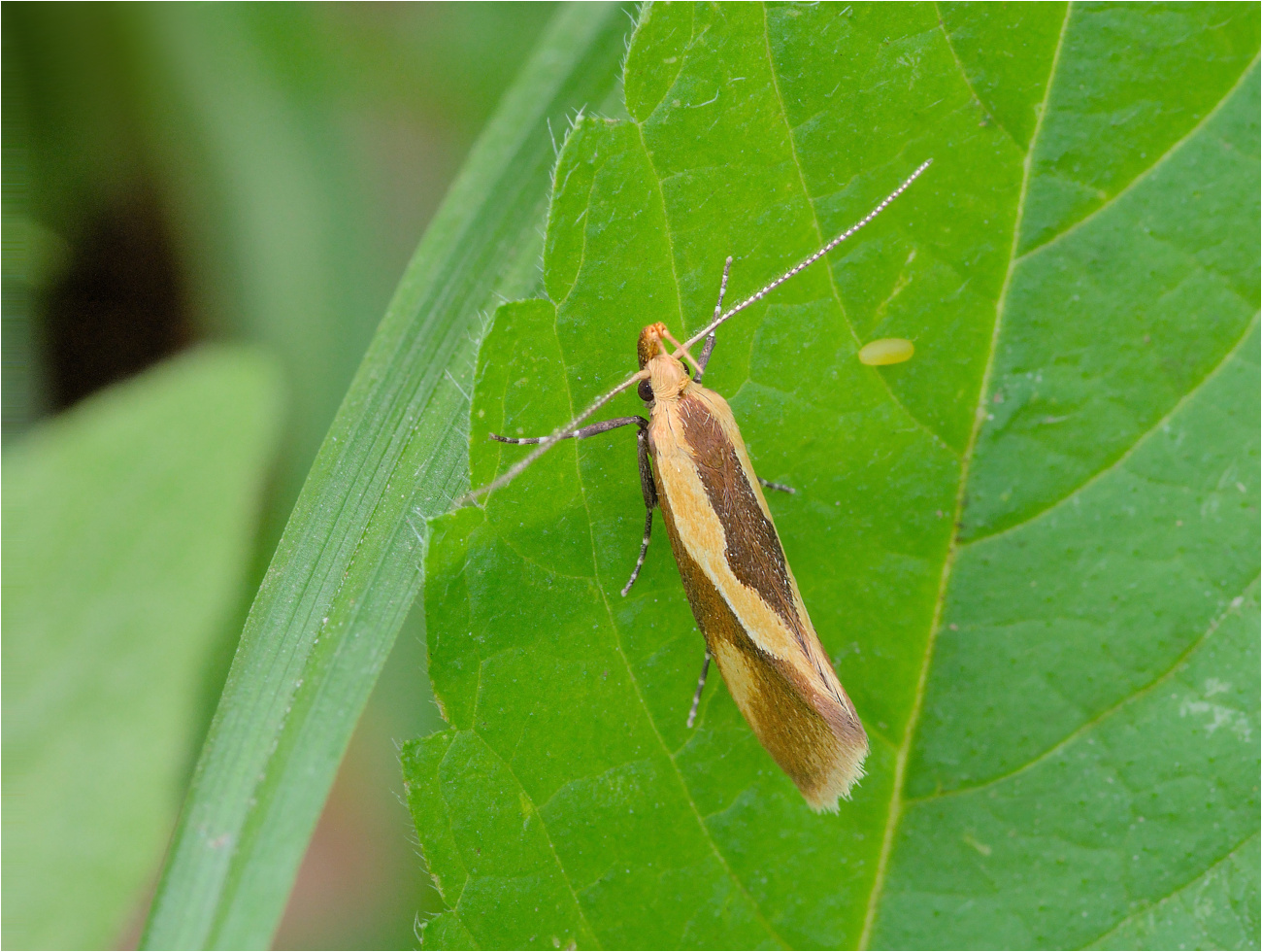 Braungelbe Faulholzmotte (Harpella forficella)