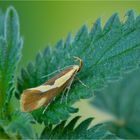 Braungelbe Faulholzmotte (Harpella forficella)