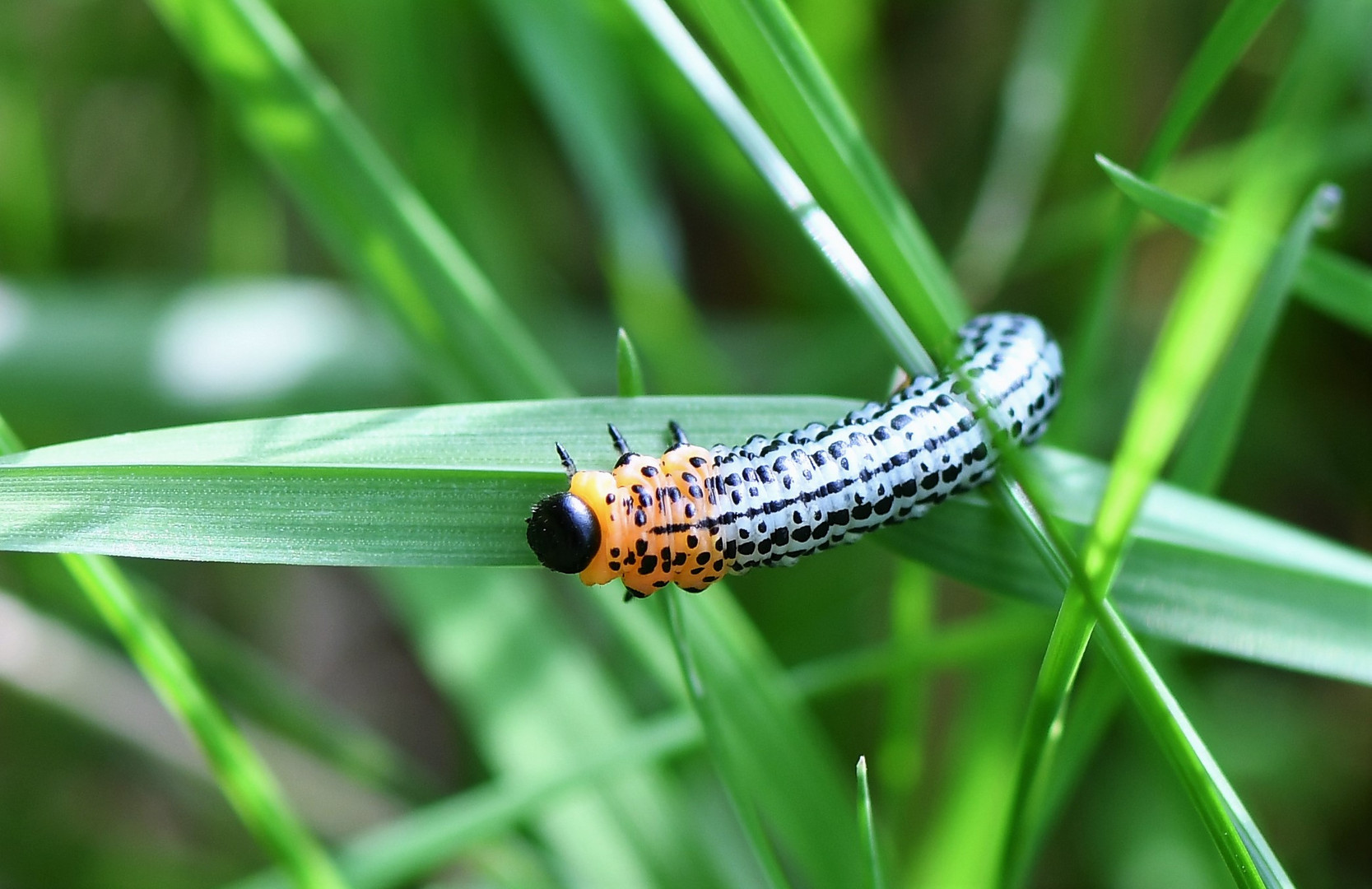 Braungelbe Weidenblattwespe