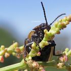 Braungelber Weidenblattkäfer