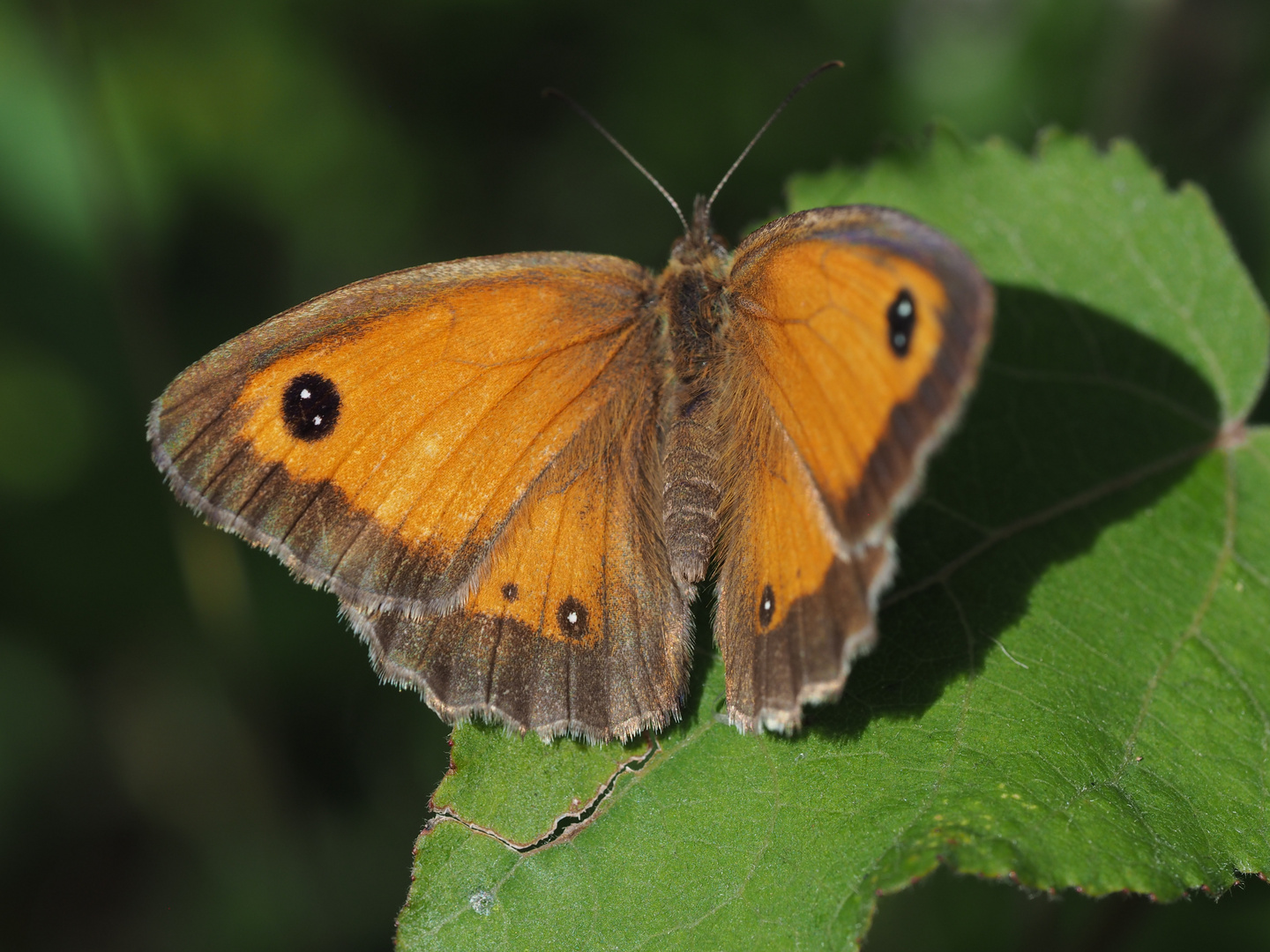 Braungerändertes Ochsenauge (Pyronia tithonus)