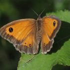 Braungerändertes Ochsenauge (Pyronia tithonus)