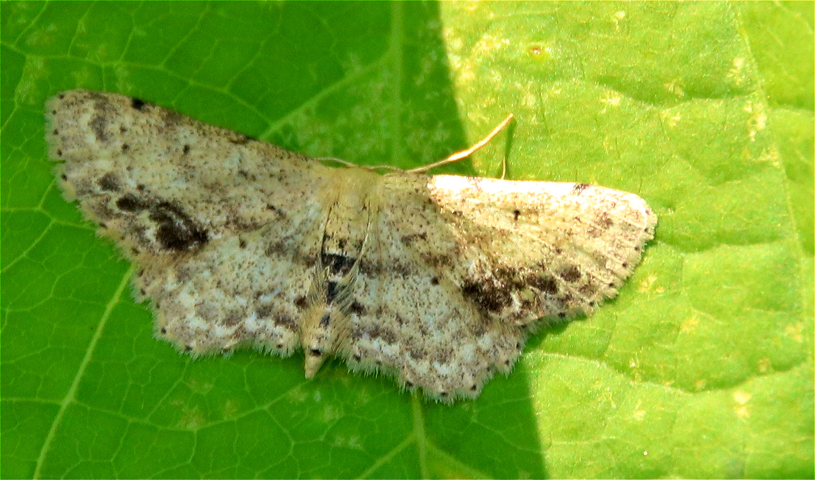 Braungewinkelte Zwergspanner