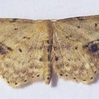 Braungewinkelter Zwergspanner (Idaea dimidiata)