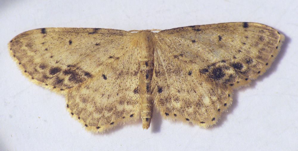 Braungewinkelter Zwergspanner (Idaea dimidiata)