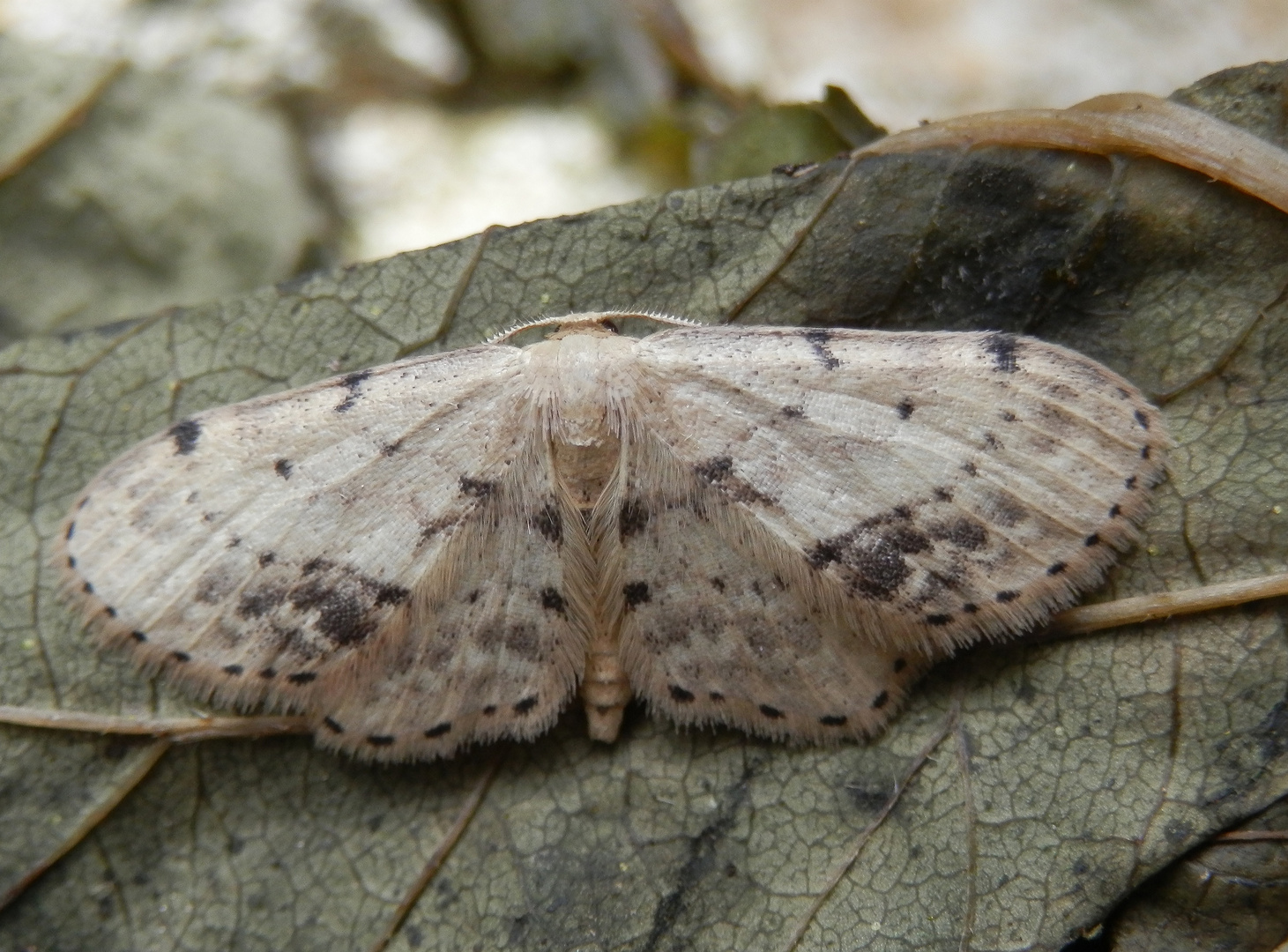 Braungewinkelter Zwergspanner (Idaea dimidiata)