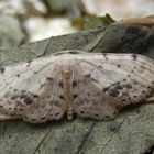 Braungewinkelter Zwergspanner (Idaea dimidiata)