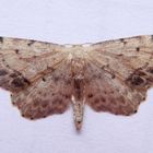 Braungewinkelter Zwergspanner (Idaea dimidiata)