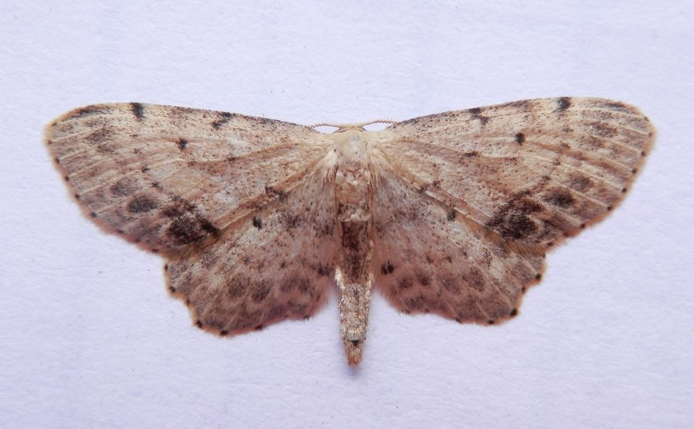 Braungewinkelter Zwergspanner (Idaea dimidiata)