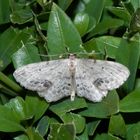 Braungewinkelter Zwergspanner (Idaea dimidiata)