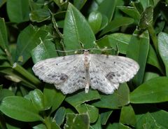 Braungewinkelter Zwergspanner (Idaea dimidiata)