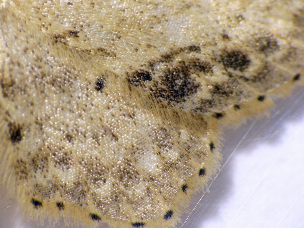 Braungewinkelter Zwergspanner (Idaea dimidiata) - Flügel im Detail