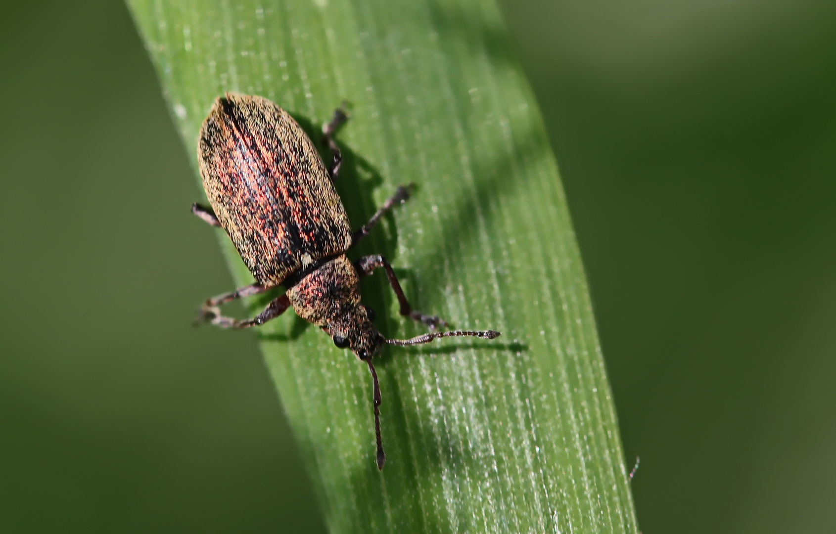 Braungraue Glanzrüssler,Polydrusus cervinus