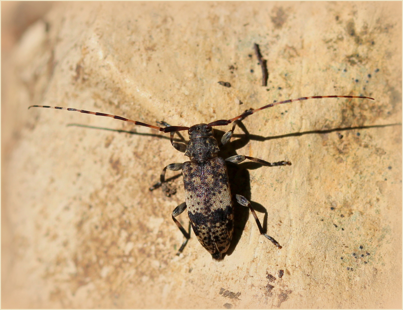 Braungraue Splintbock (Leiopus nebulosus).