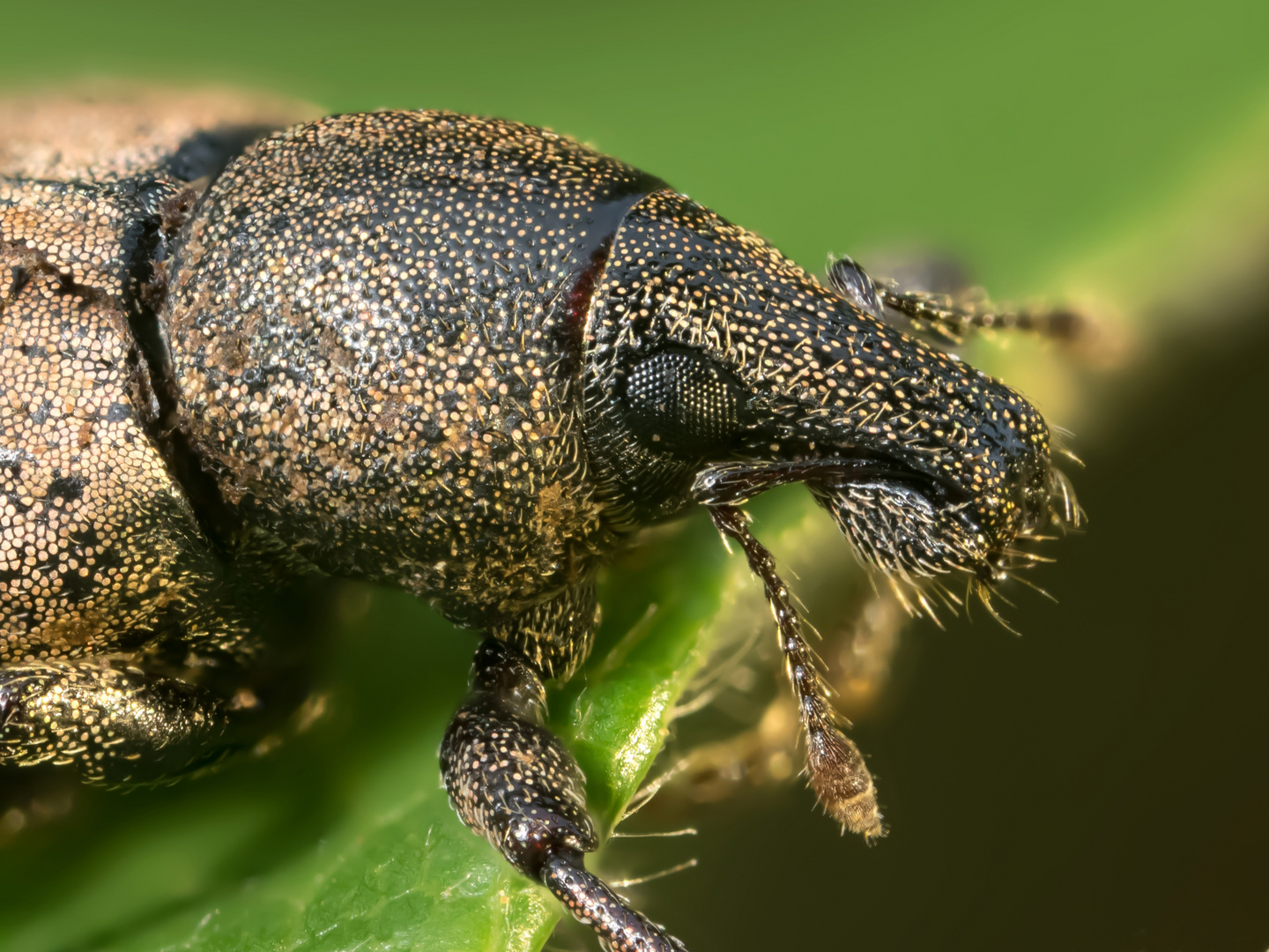 Braungrauer Glanzrüßler (Polydrosus cervinus)