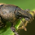 Braungrauer Glanzrüßler (Polydrosus cervinus)