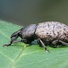 Braungrauer Glanzrüßler (Polydrusus cervinus) 