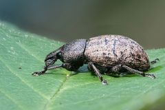 Braungrauer Glanzrüßler (Polydrusus cervinus) 