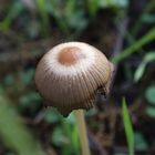 Braunhaariger Tintling (Coprinus auricomus) ???