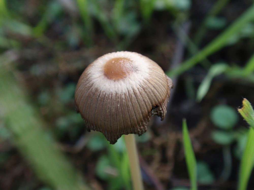 Braunhaariger Tintling (Coprinus auricomus) ???