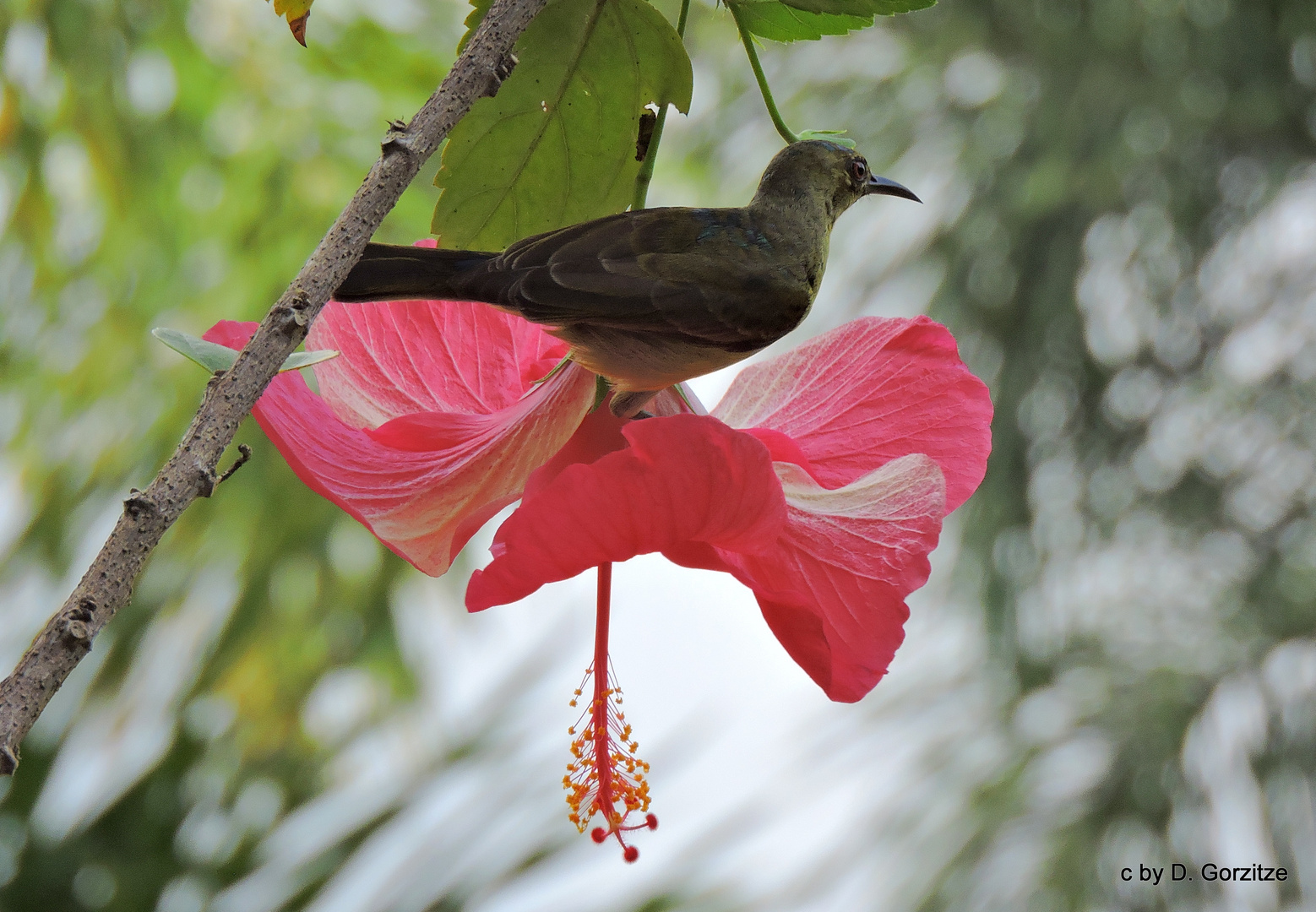 Braunhals Nektarvogel,wbl. auf Hibiskusblüte