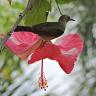 Braunhals Nektarvogel,wbl. auf Hibiskusblüte