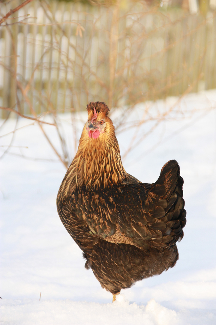 Brauni im Schnee