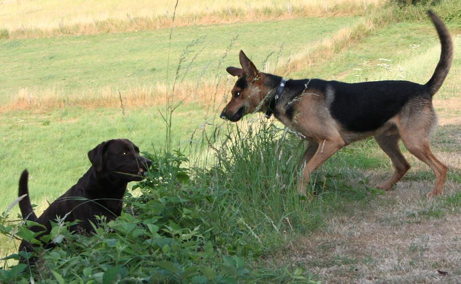 Braunkäppchen und der böse Wolf ;)