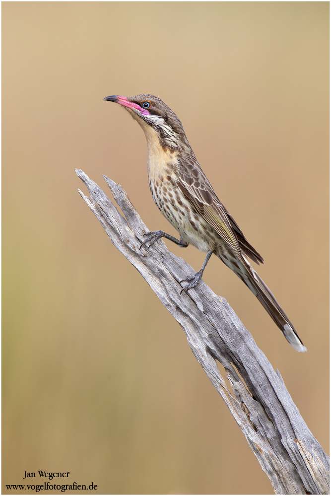 Braunkehl-Honigfresser (Acanthagenys rufogularis)