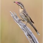 Braunkehl-Honigfresser (Acanthagenys rufogularis)