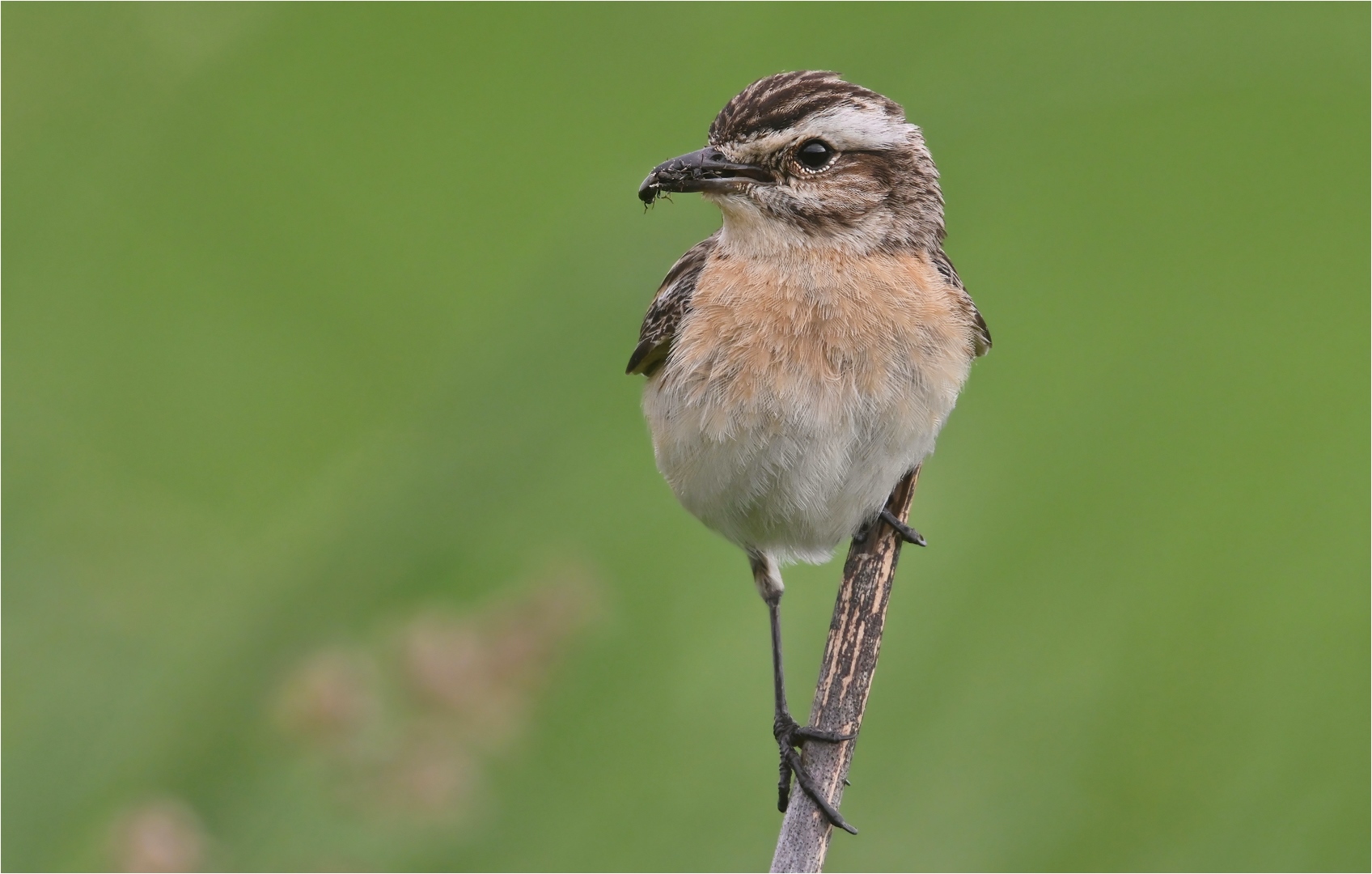 Braunkehlchen 