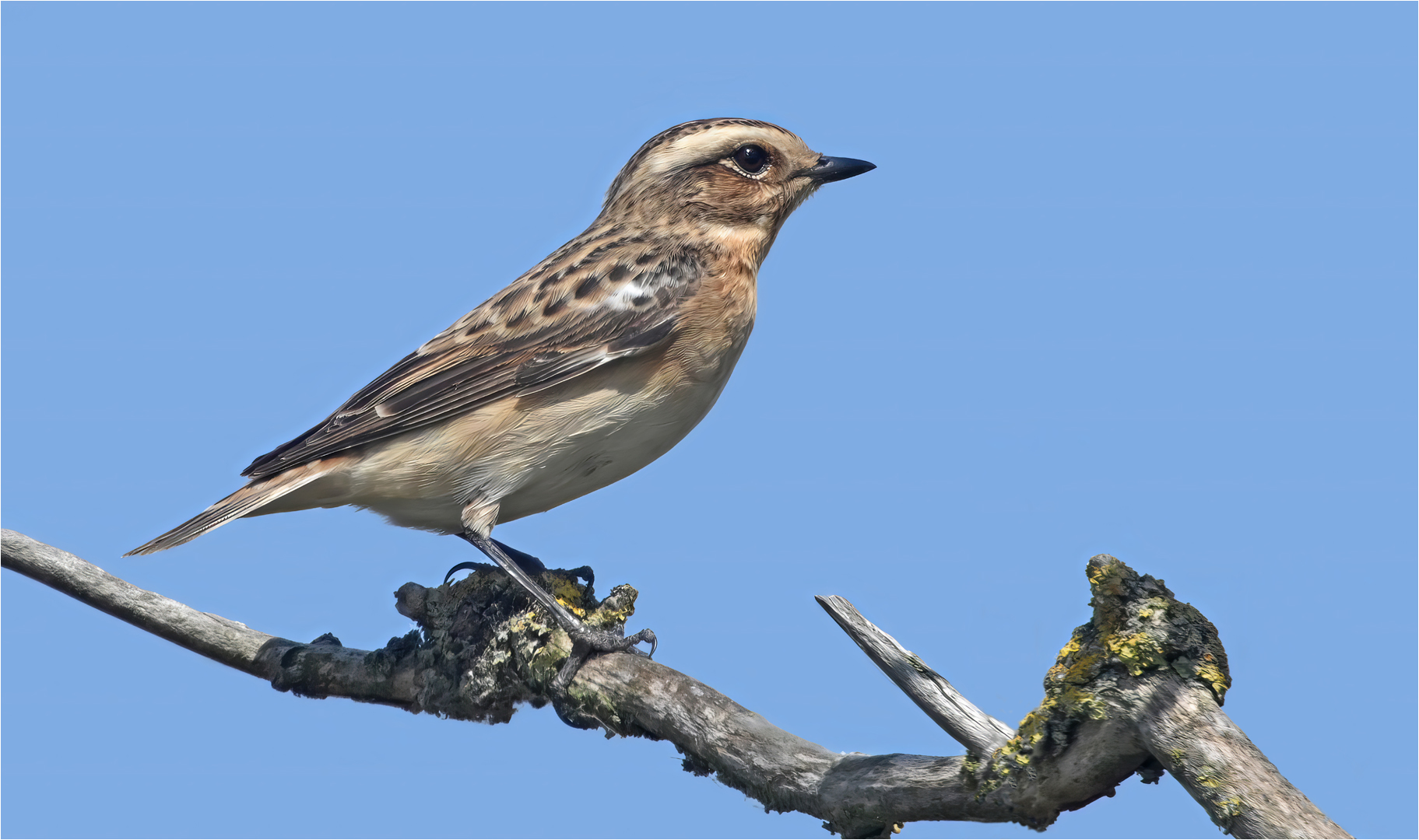 Braunkehlchen