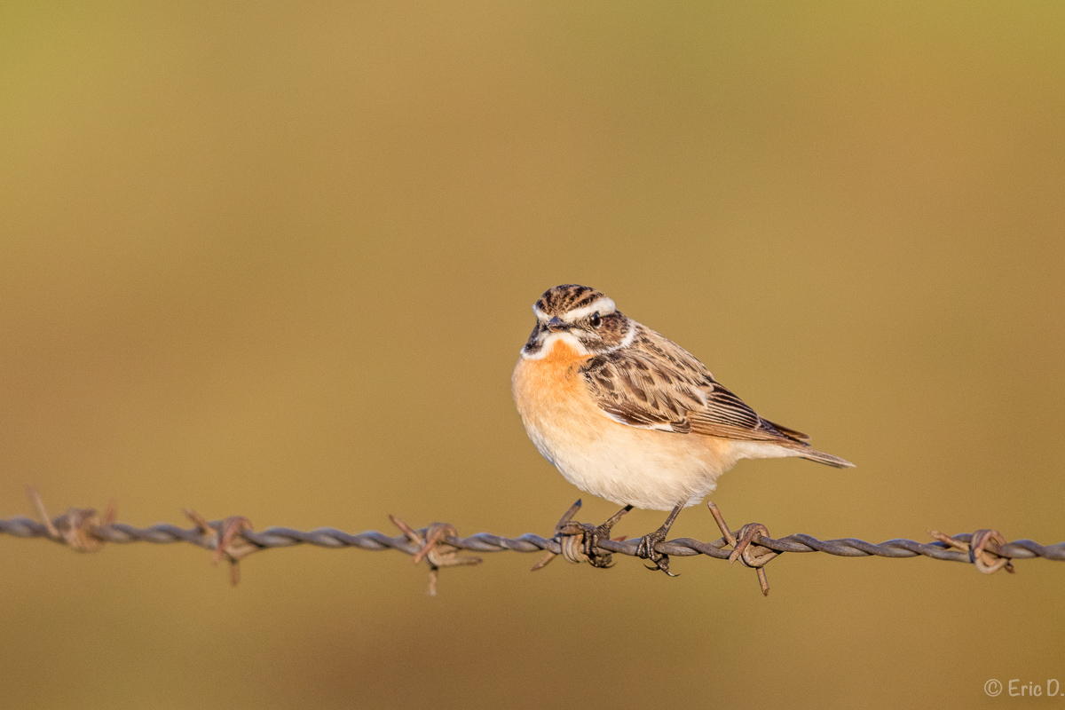 Braunkehlchen