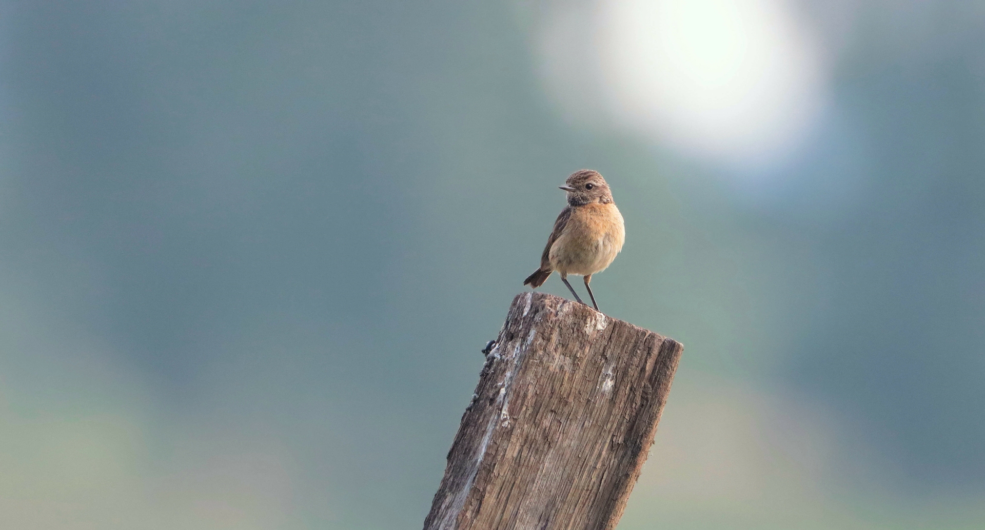 BRAUNKEHLCHEN 