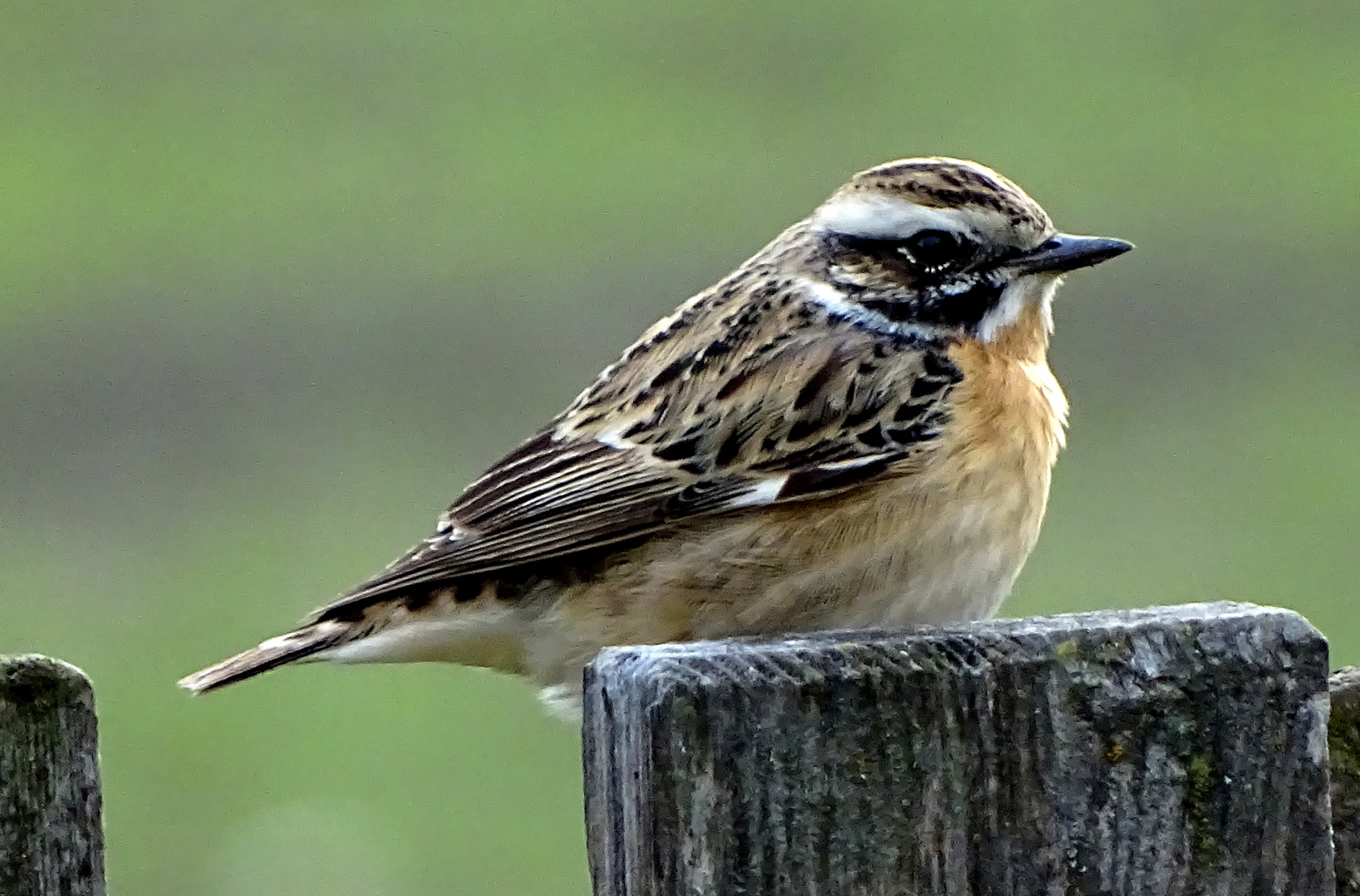 Braunkehlchen