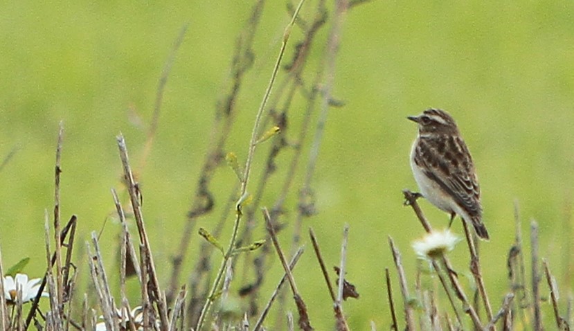 Braunkehlchen