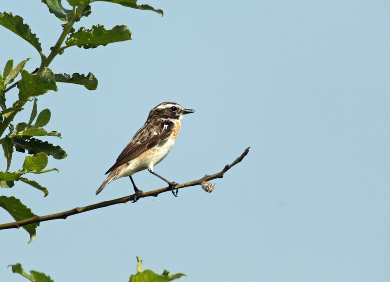 Braunkehlchen