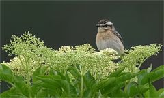 Braunkehlchen 