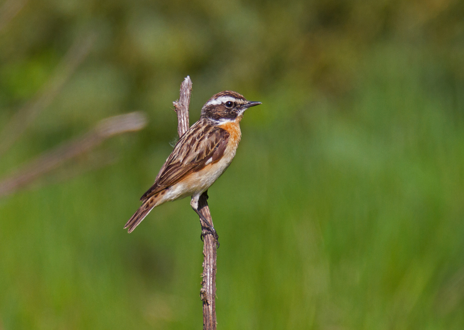 Braunkehlchen