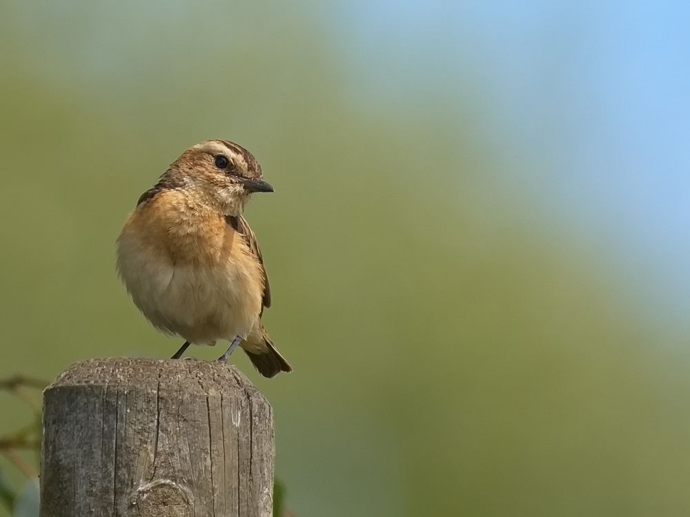 Braunkehlchen