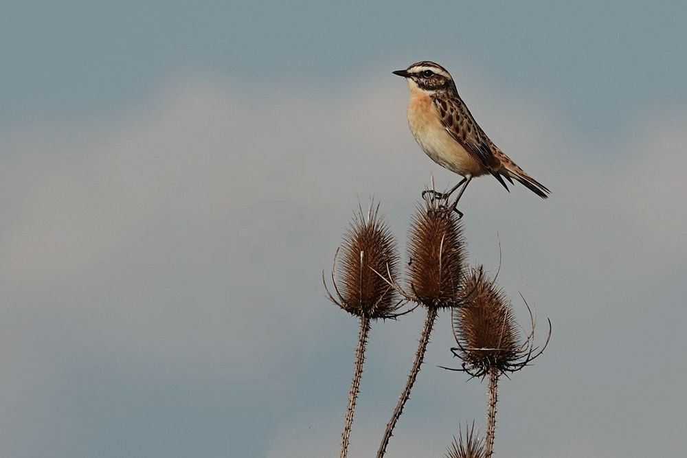 Braunkehlchen