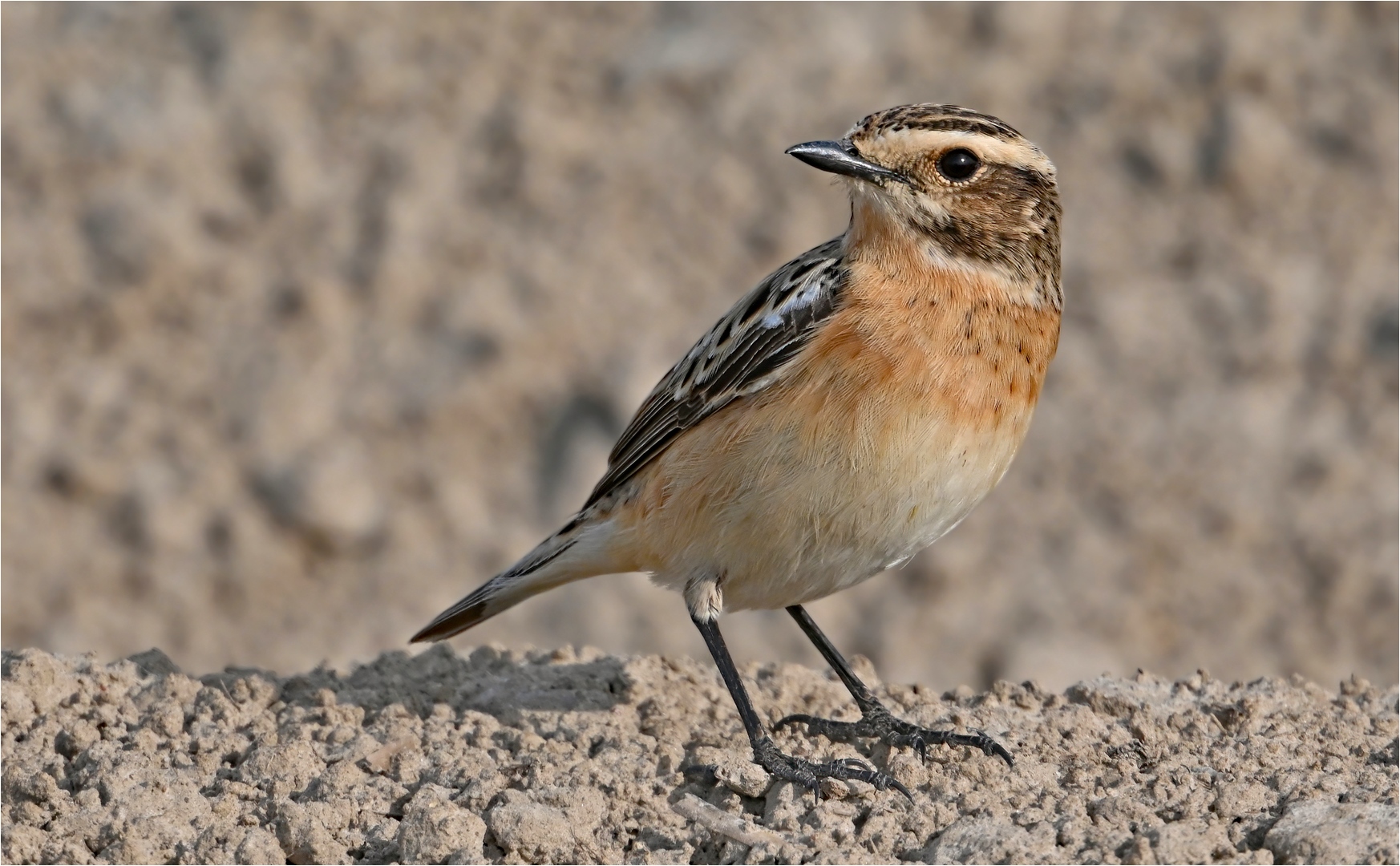 Braunkehlchen