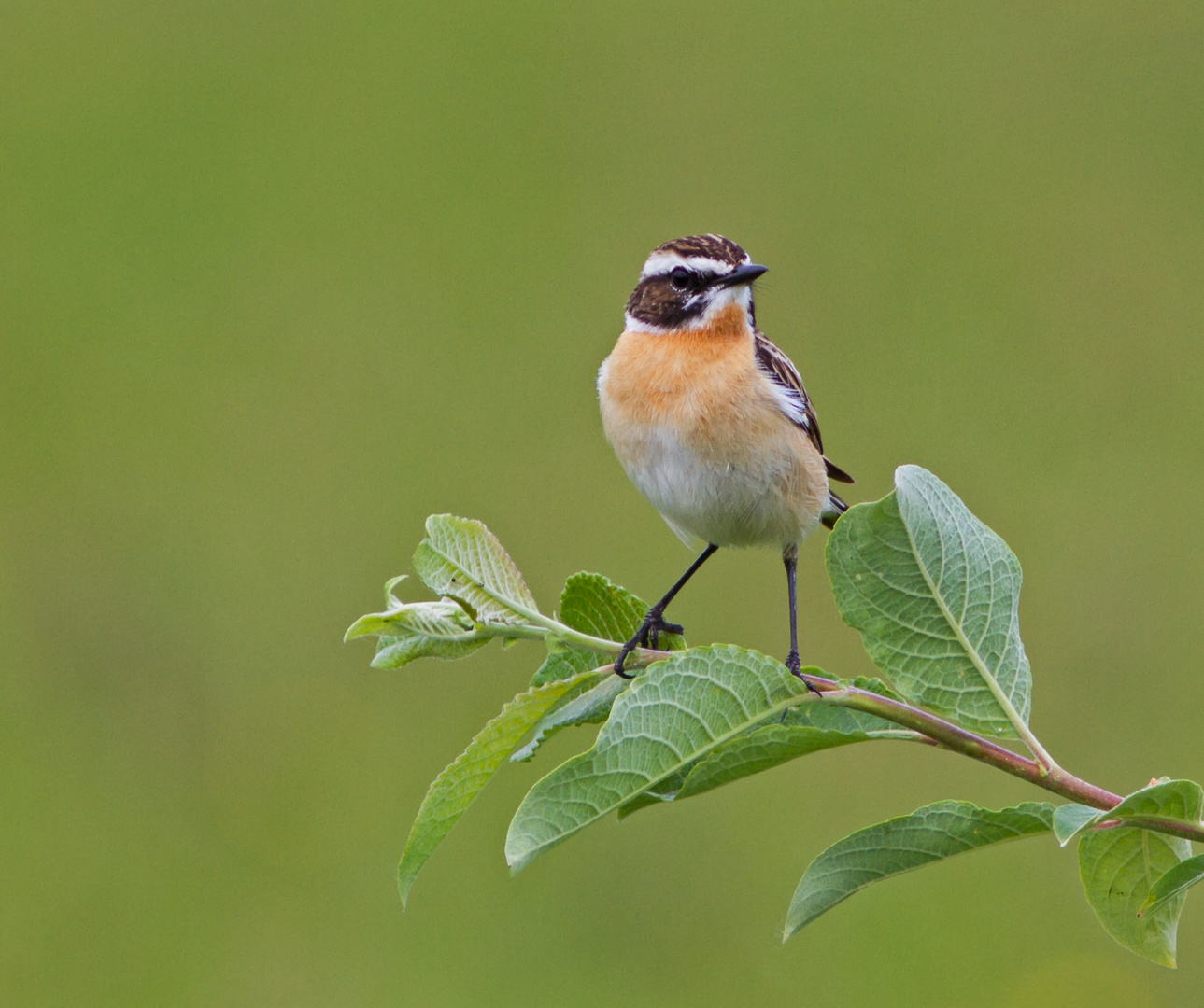 Braunkehlchen