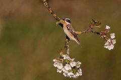 Braunkehlchen