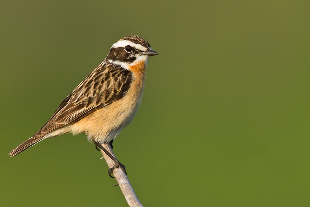 Braunkehlchen