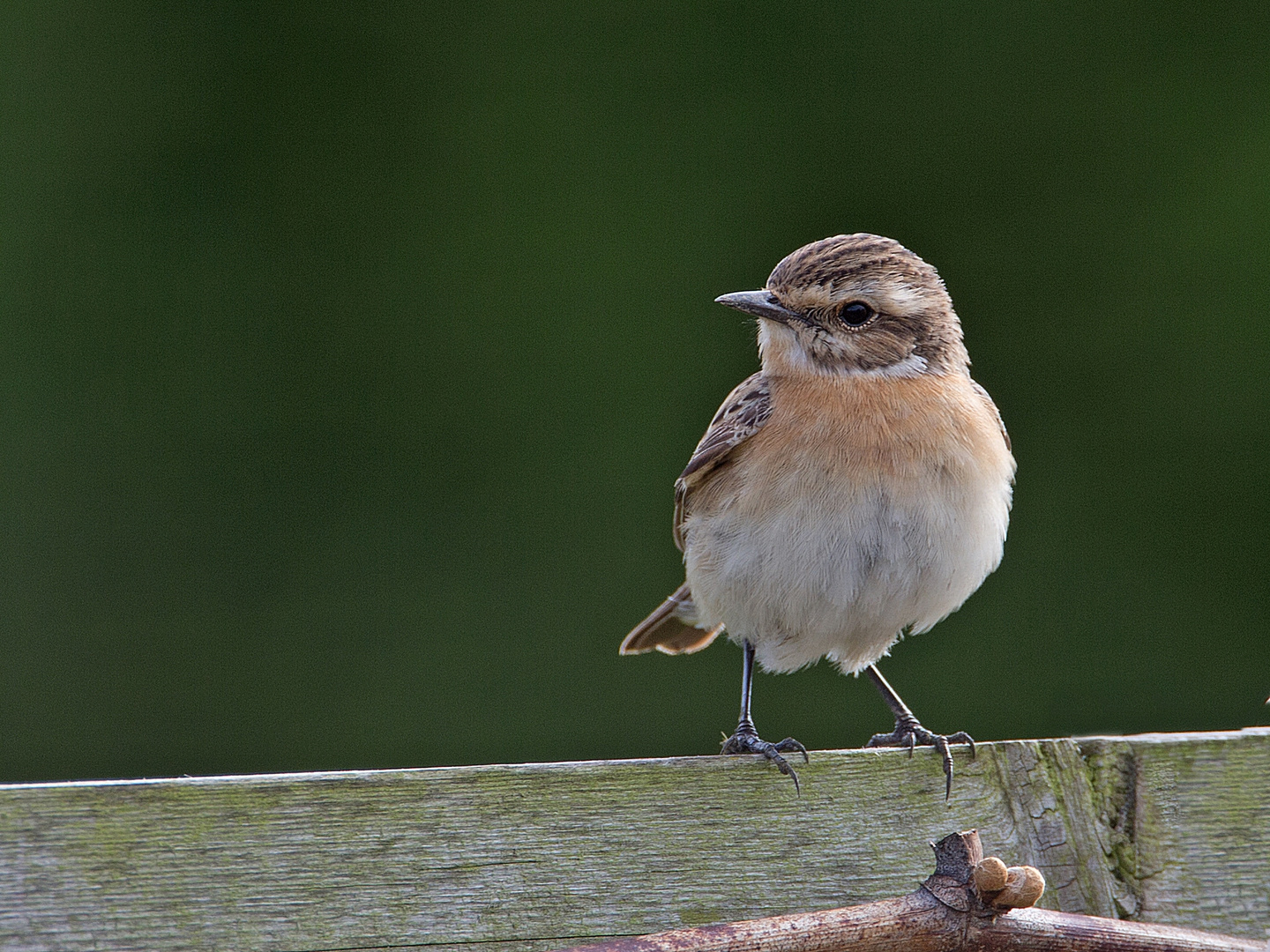 Braunkehlchen