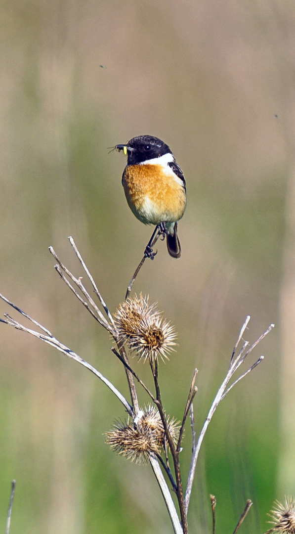 Braunkehlchen