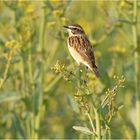 Braunkehlchen 