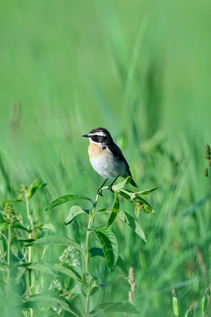 Braunkehlchen