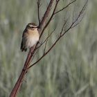 Braunkehlchen